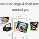 Illustration for article titled Tindog, the Tinder for Dog Lovers is Here